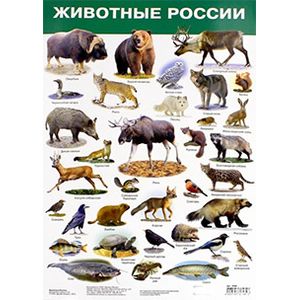 Плакат 'Животные России. Красная книга'