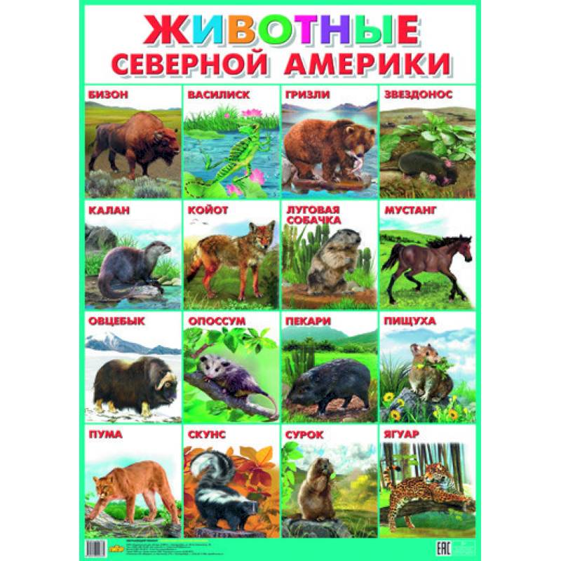 Плакат. Животные Северной Америки (550х770)