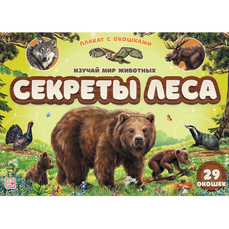 Плакат с окошками. Секреты леса Плакат с окошками. Секреты леса