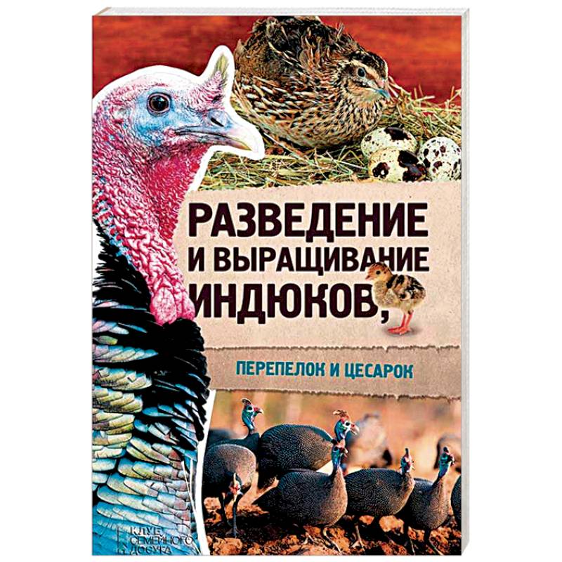 Индюки: разведение, содержание, уход и выращивание в домашних условиях