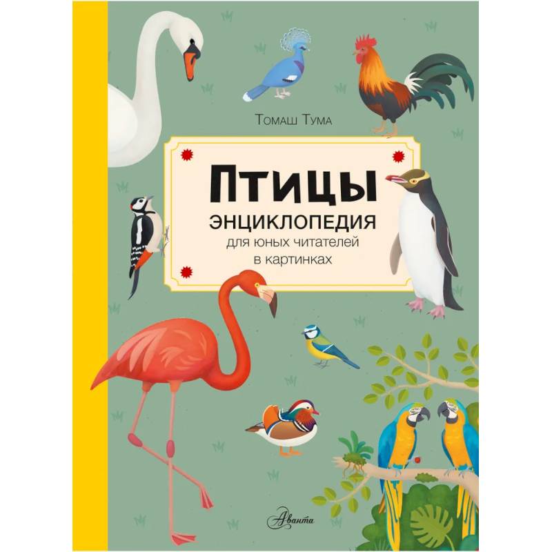 Птицы Птицы