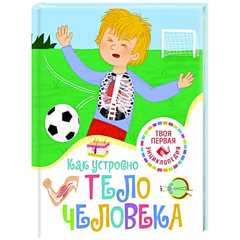 Как устроено тело человека Как устроено тело человека