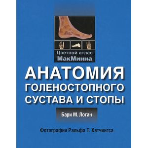 Анатомия голенностопного сустава и стопы