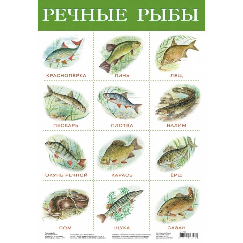 Плакат. Речные рыбы/2165/