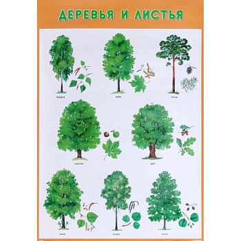 Деревья и листья Деревья и листья