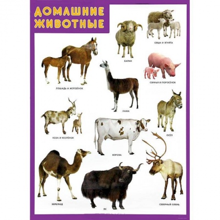 Книги, книга Домашние животные. Плакат купить по скидке