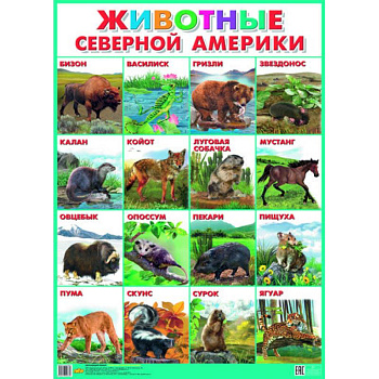 Плакат. Животные Северной Америки (550х770)