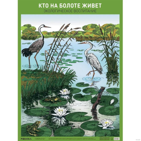 Животный и растительный мир, книга Кто на болоте живет.Экологическое вопитание купить по скидке