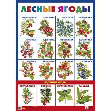 Окружающий мир, книга Лесные ягоды. Плакат купить по скидке