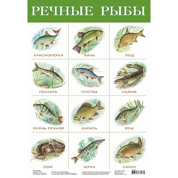 Плакат. Речные рыбы/2165/