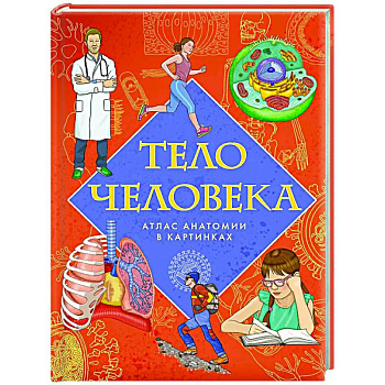 Тело человека. Атлас анатомии в картинках